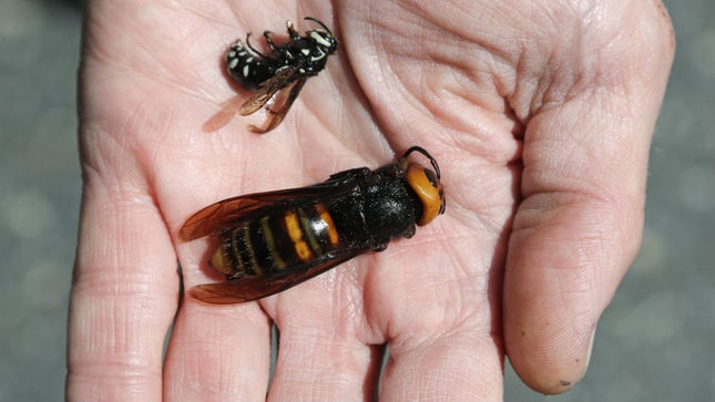 “Murder Hornets” have entered the United States