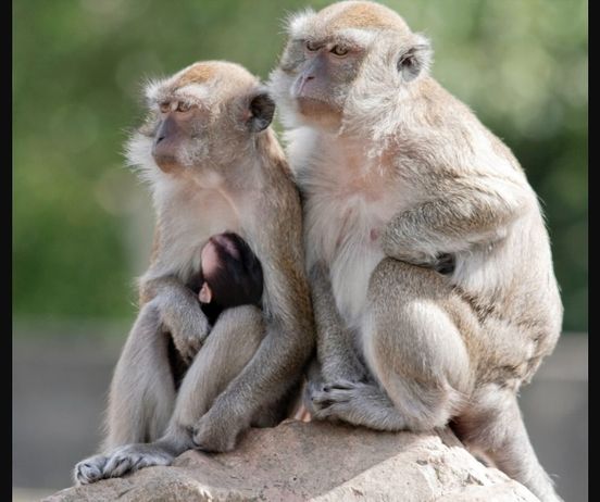 South Carolina on Alert: 43 Monkeys Escape Research Facility, Authorities Urge Precautions