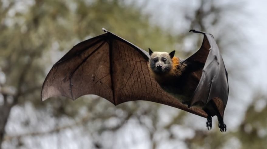 California Teacher Dies After Bite from Bat